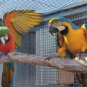 Harlequin hen blue and gold cock open to swap