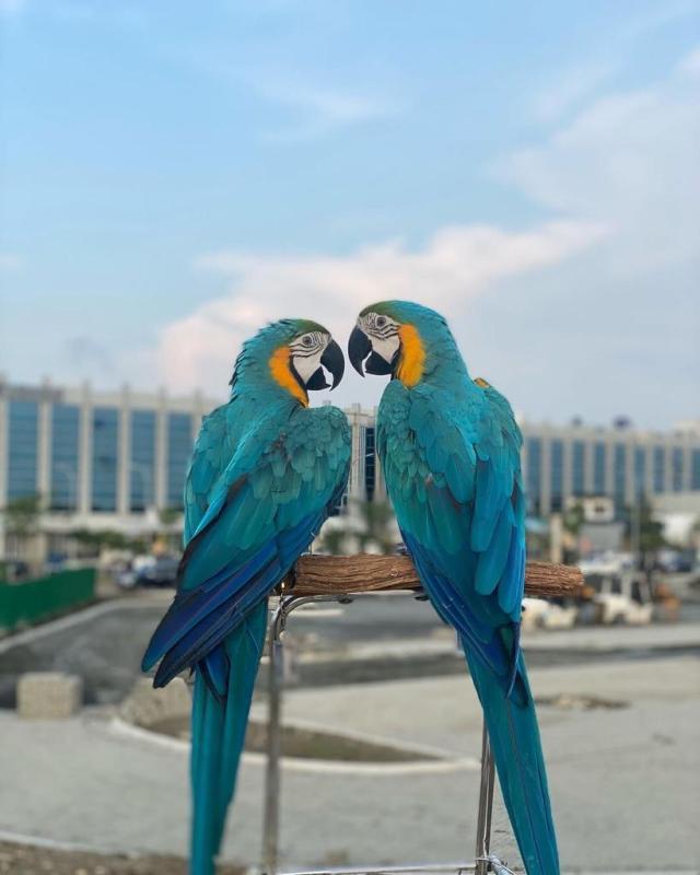 Blue and Gold Macaw parrots for sale