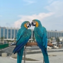 Blue and Gold Macaw parrots for sale