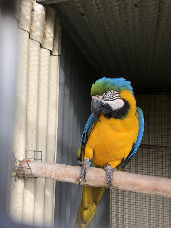Blue and gold macaw
