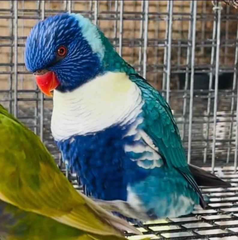 Breeding Par Blue Blue Cock