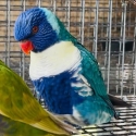 Breeding Par Blue Blue Cock