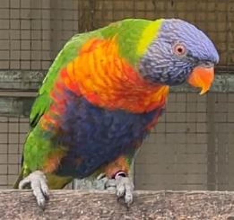 1 triple split cock 7 months old
