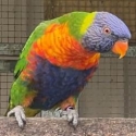 1 triple split cock 7 months old