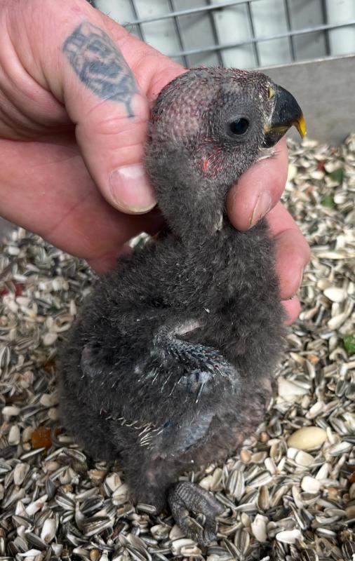 1 female Ecky $400