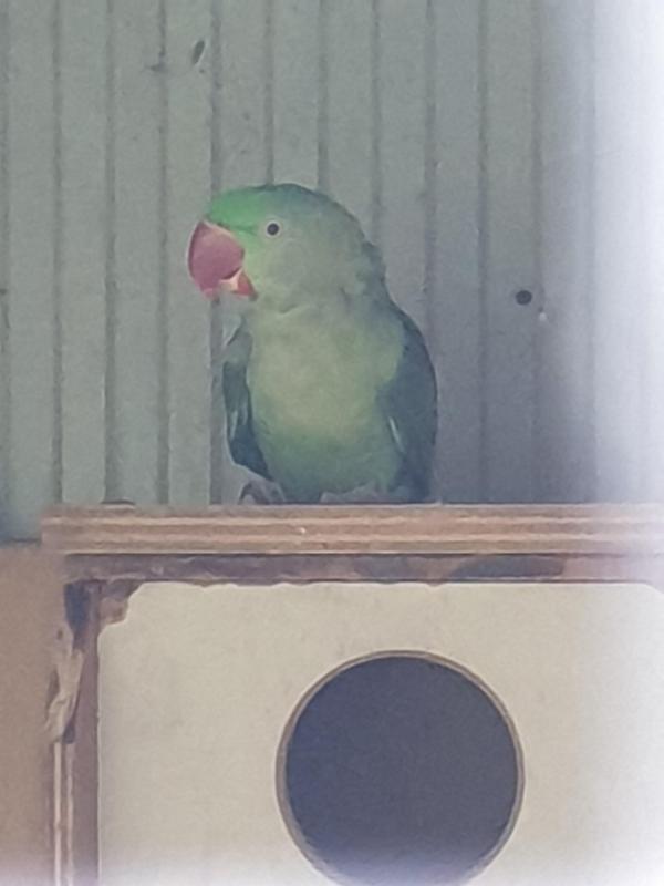 Alexandrine