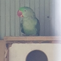 Alexandrine