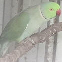 Ringnecks