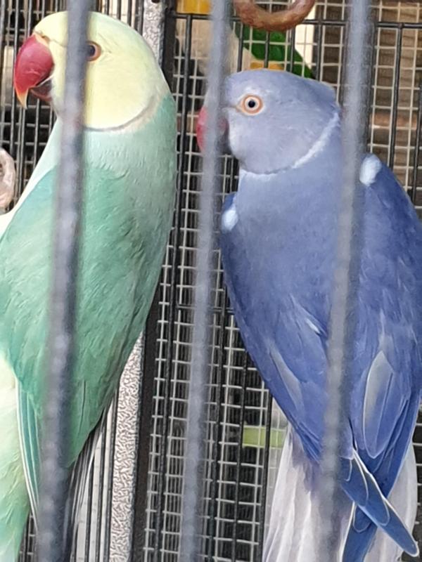 Ringnecks