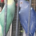 Ringnecks