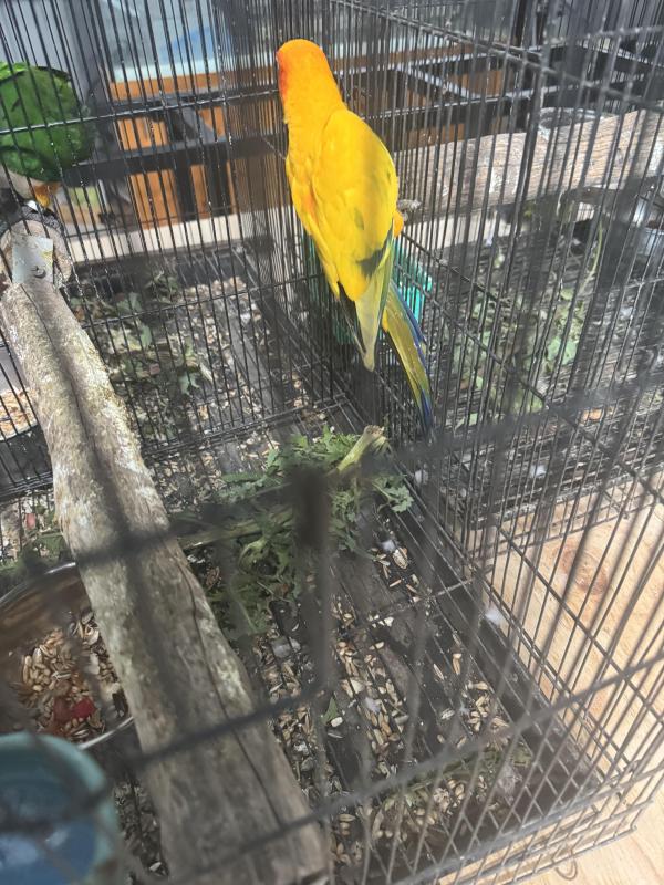Mature male white fronted Amazon &pied hen sun conure