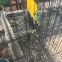 Mature male white fronted Amazon &pied hen sun conure
