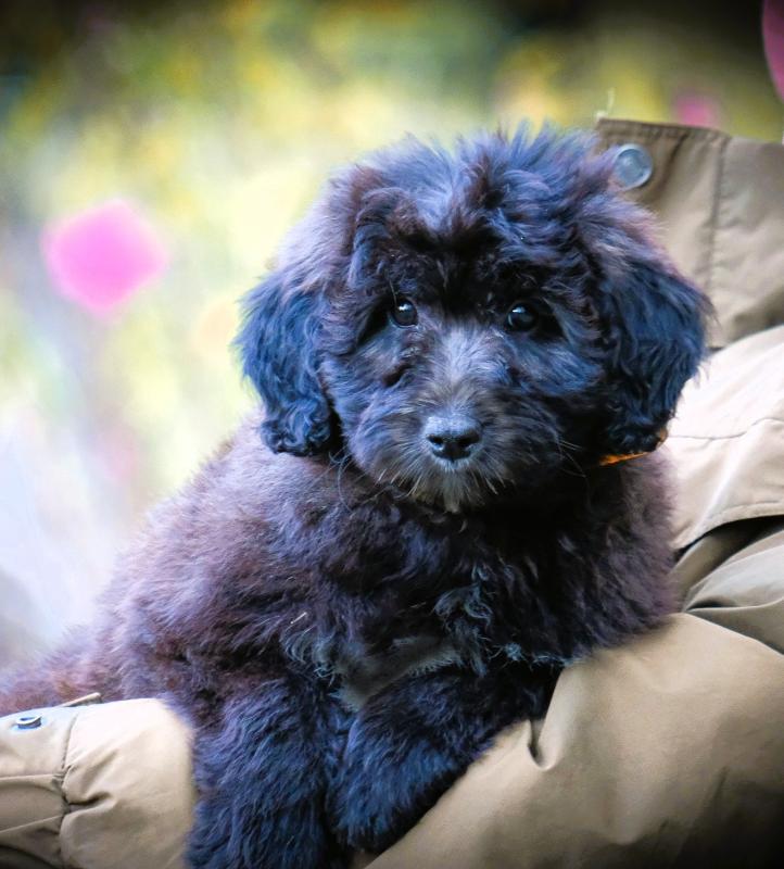 Bordoodle Boys - Medium size