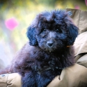 Bordoodle Boys - Medium size