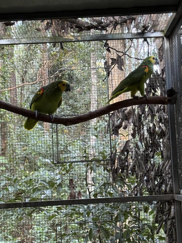 Blue Fronted Amazons