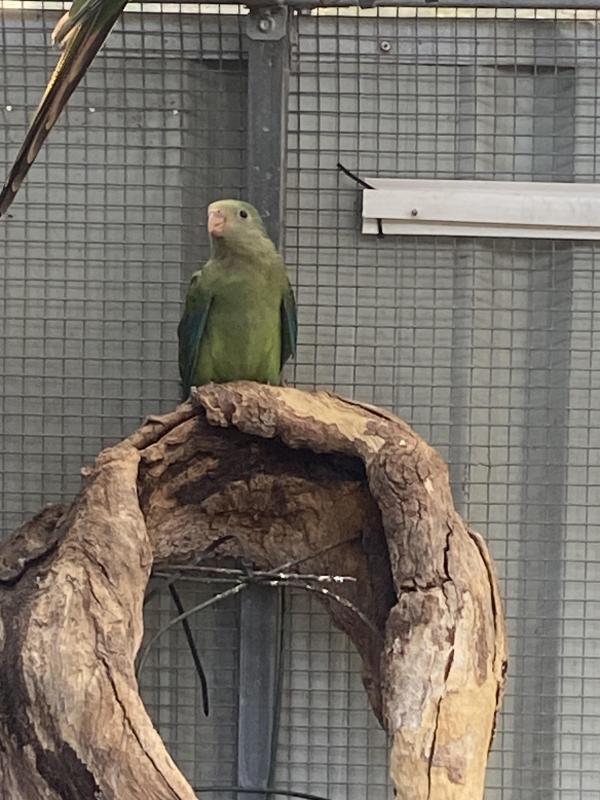 Superb parrots