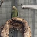 Superb parrots