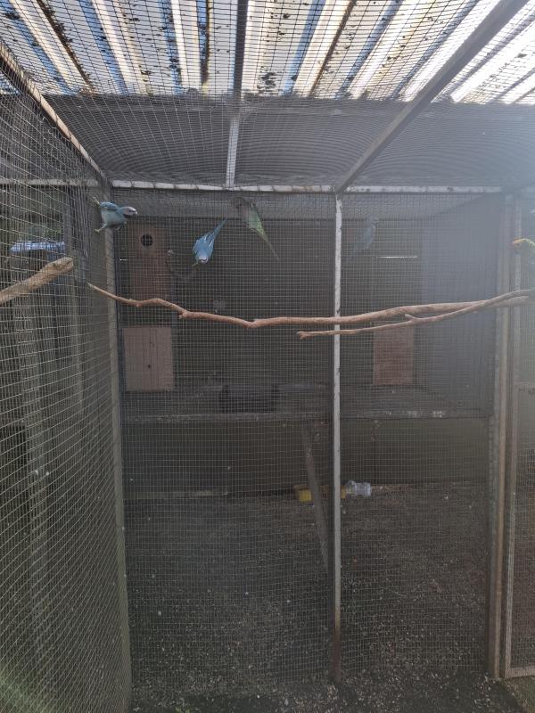 Downs Bird Breeders association Bird sale 23rd of August