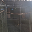 Downs Bird Breeders association Bird sale 23rd of August