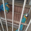 Blue & Gold macaws breeding pair
