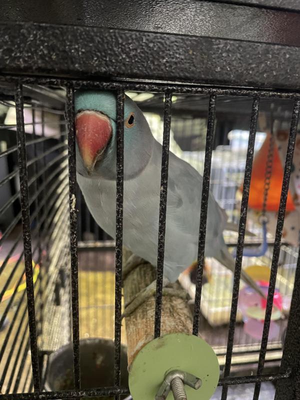 2 Indian ringnecks parrots plus double cage