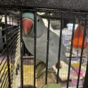 2 Indian ringnecks parrots plus double cage