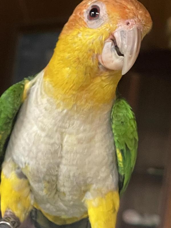 White bellied caiques