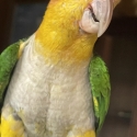 White bellied caiques