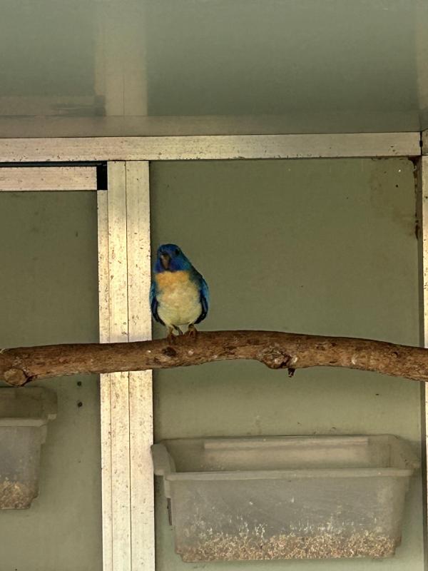 Scarlet chested parrot mutations