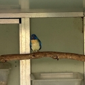 Scarlet chested parrot mutations