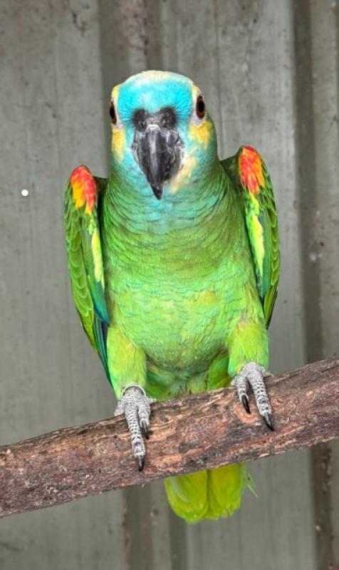 BLUE FRONT AMAZON proven Cock