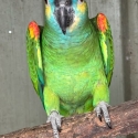 BLUE FRONT AMAZON proven Cock