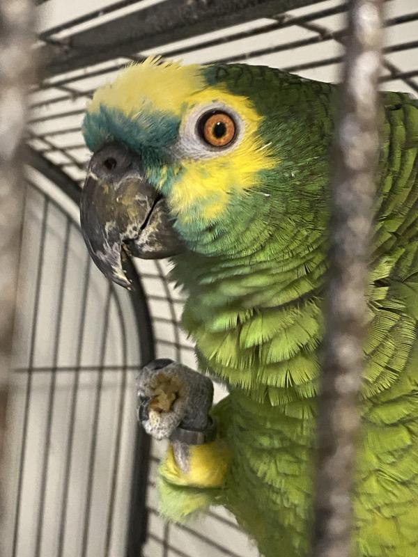 Urgent Sale- Blue Fronted Amazon