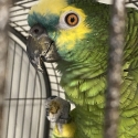 Urgent Sale- Blue Fronted Amazon
