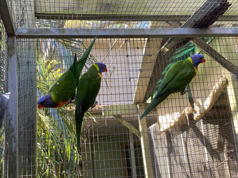 URGENT sale - Rainbow Lorikeets