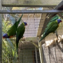 URGENT sale - Rainbow Lorikeets