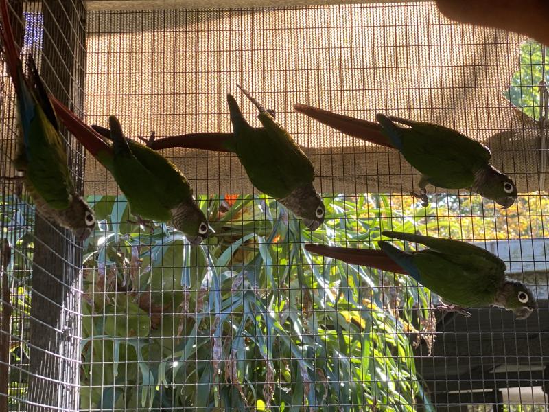URGENT sale - Greencheek Conures group of 5