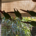 URGENT sale - Greencheek Conures group of 5