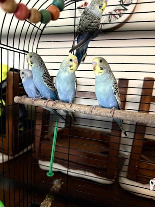 Baby Budgies and Adults