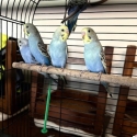 Baby Budgies and Adults