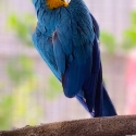 Breeding Pair of Blue & Gold Macaws