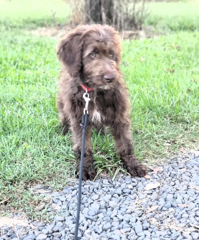 Bordoodle - Medium size
