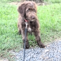 Bordoodle - Medium size