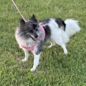 Pomeranian Female Merle