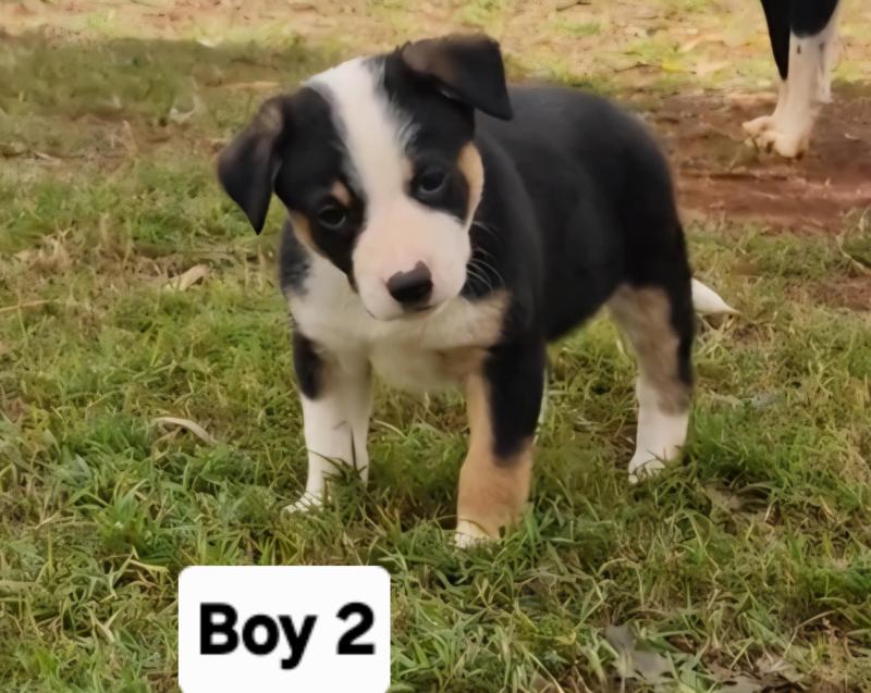 1 LEFT! Tri Purebred Border Collie puppies