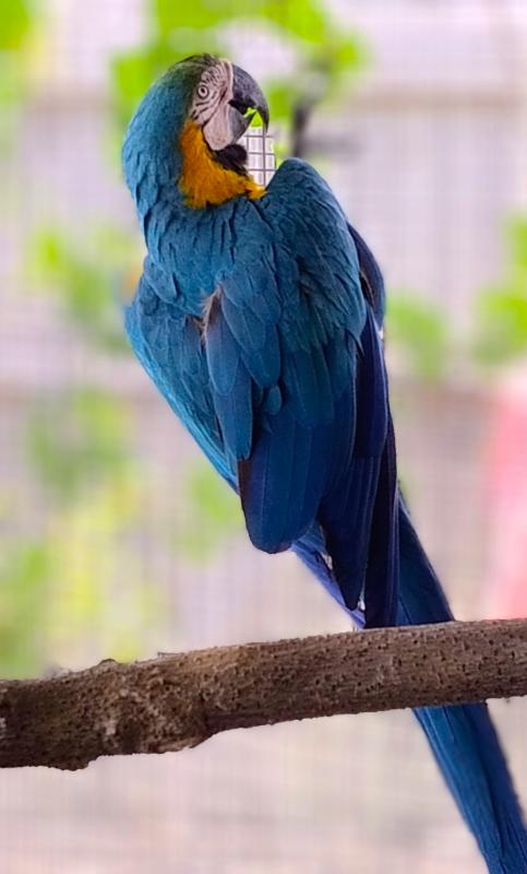 MACAWS, Blue & Gold, Proven Breeding Pair