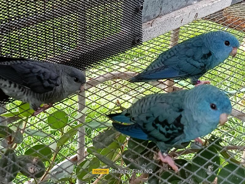LINEOLATED Males