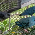 LINEOLATED Males
