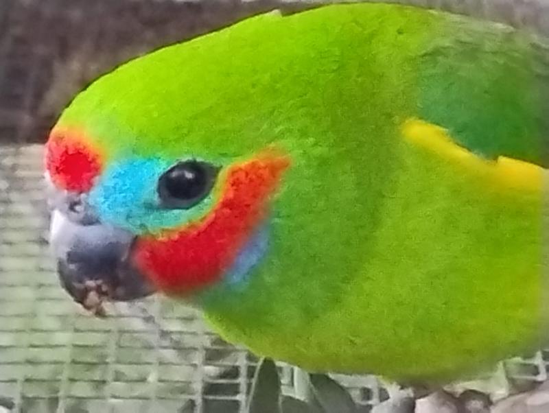 FIG Parrots Males