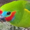 FIG Parrots Males